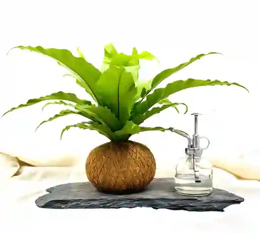 Kokedama Helecho Nido Natural