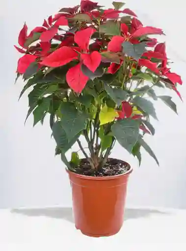 Ponsetia Planta De Navidad