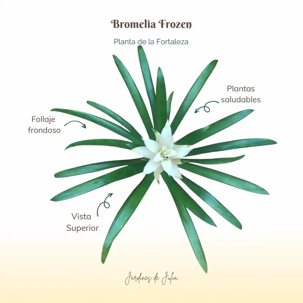 Bromelia (guzmania) Froozen