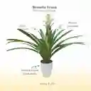 Bromelia (guzmania) Froozen