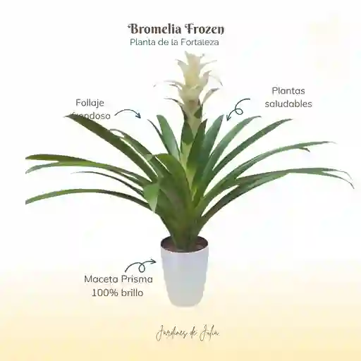 Bromelia (guzmania) Froozen