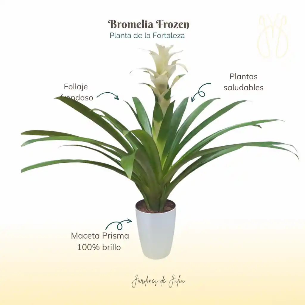 Bromelia (guzmania) Froozen