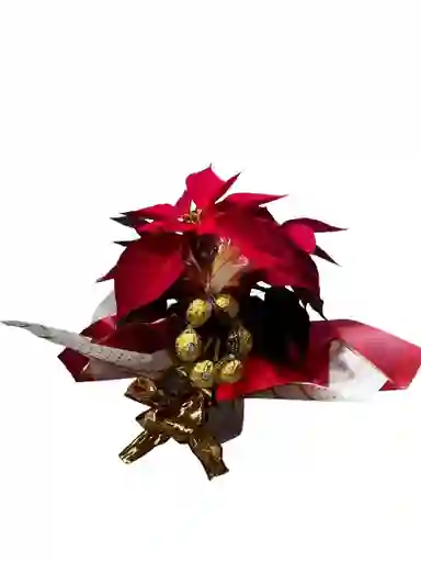 Flor De Navidad