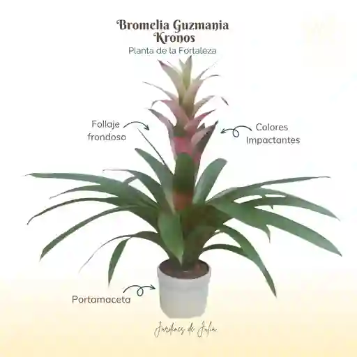 Bromelia (guzmania) Kronos