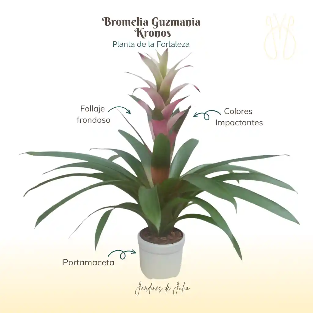 Bromelia (guzmania) Kronos