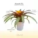 Bromelia (guzmania) Mia