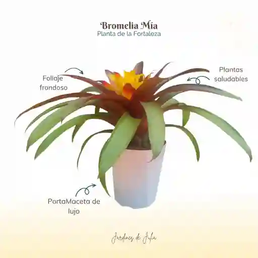 Bromelia (guzmania) Mia