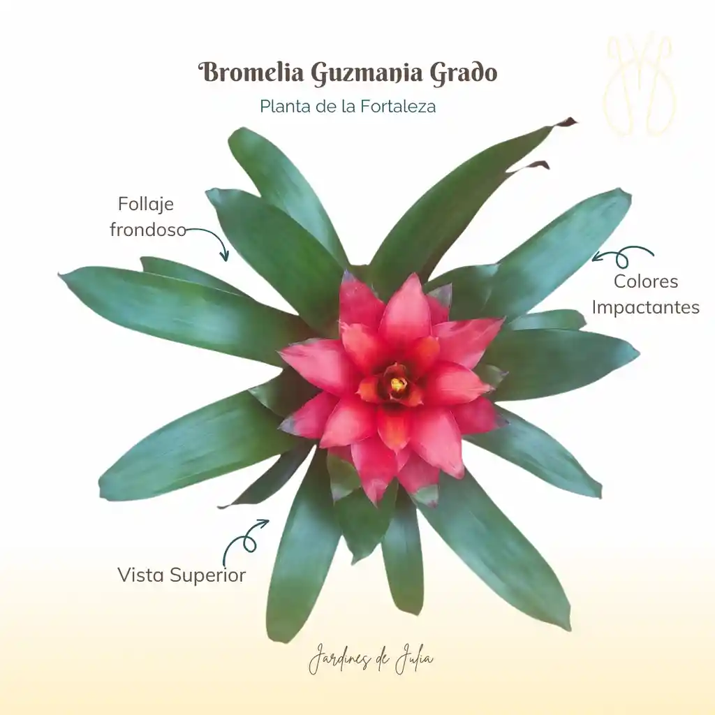 Bromelia (guzmania) Grado