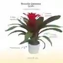 Bromelia (guzmania) Grado