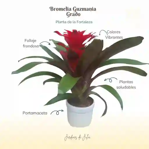 Bromelia (guzmania) Grado