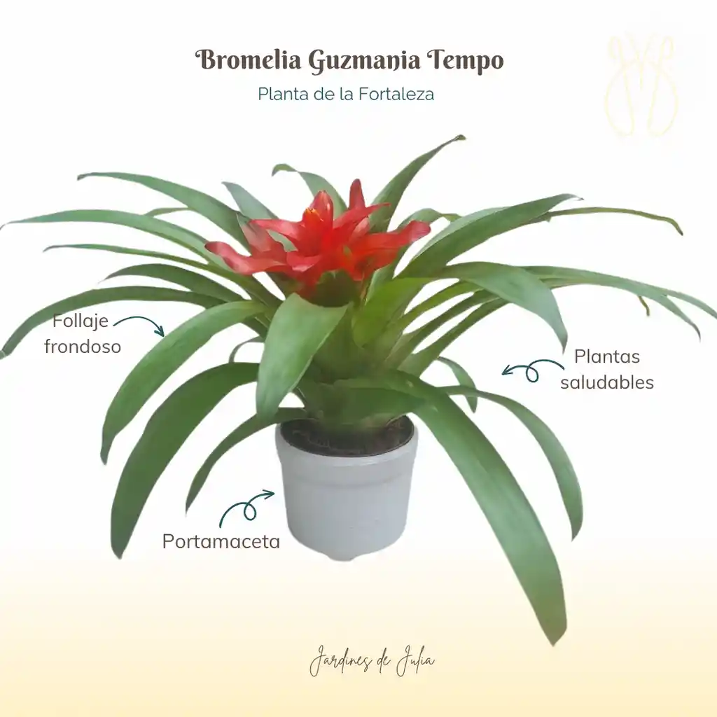 Bromelia (guzmania) Tempo