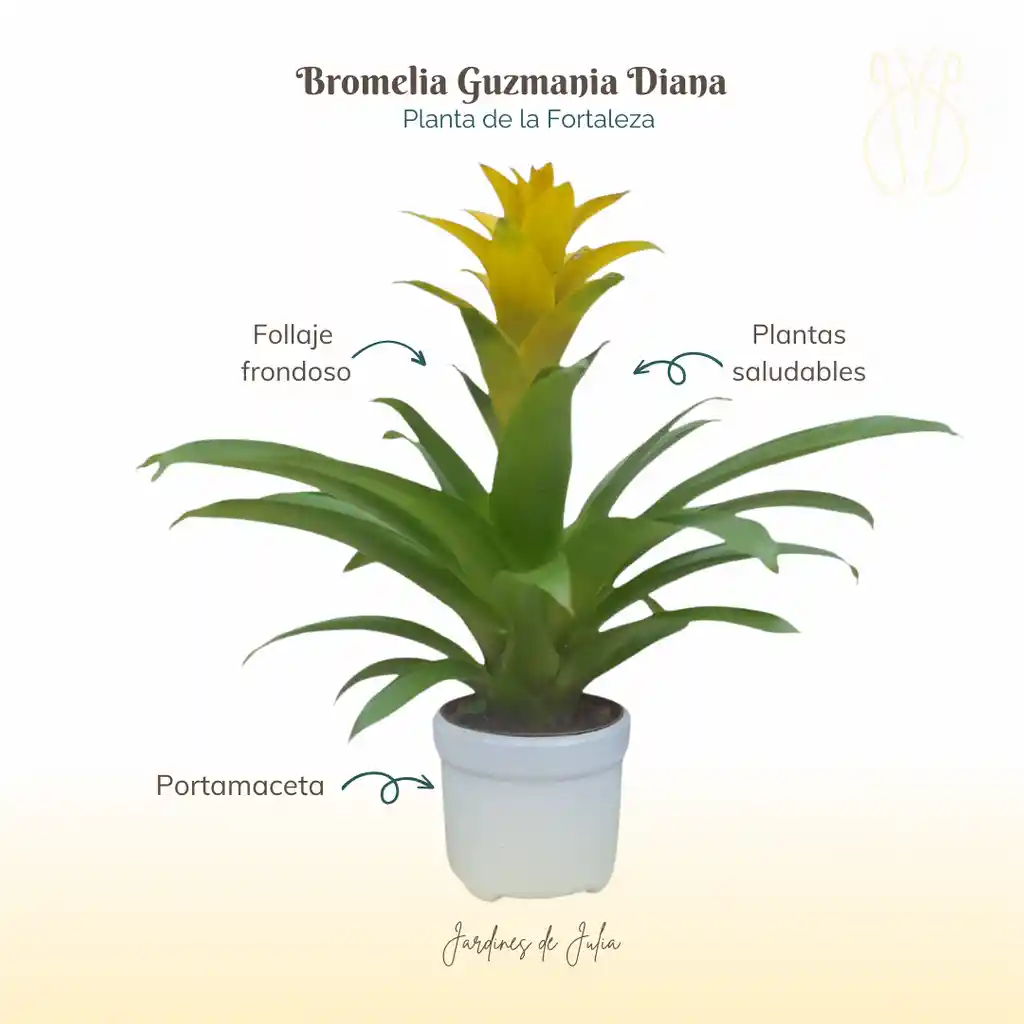 Bromelia (guzmania) Diana