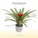 Bromelia (guzmania) Sky