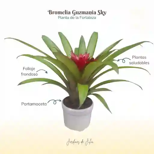 Bromelia (guzmania) Sky