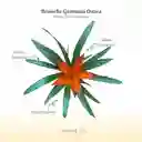 Bromelia (guzmania) Ostara