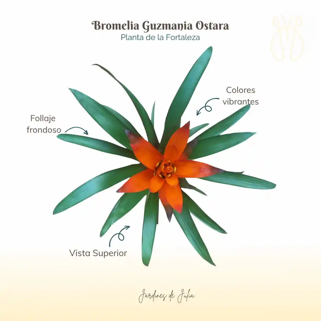 Bromelia (guzmania) Ostara