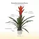 Bromelia (guzmania) Ostara