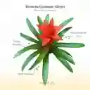 Bromelia (guzmania) Allegra