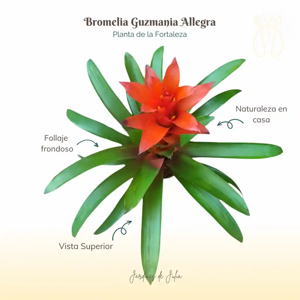 Bromelia (guzmania) Allegra