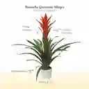 Bromelia (guzmania) Allegra