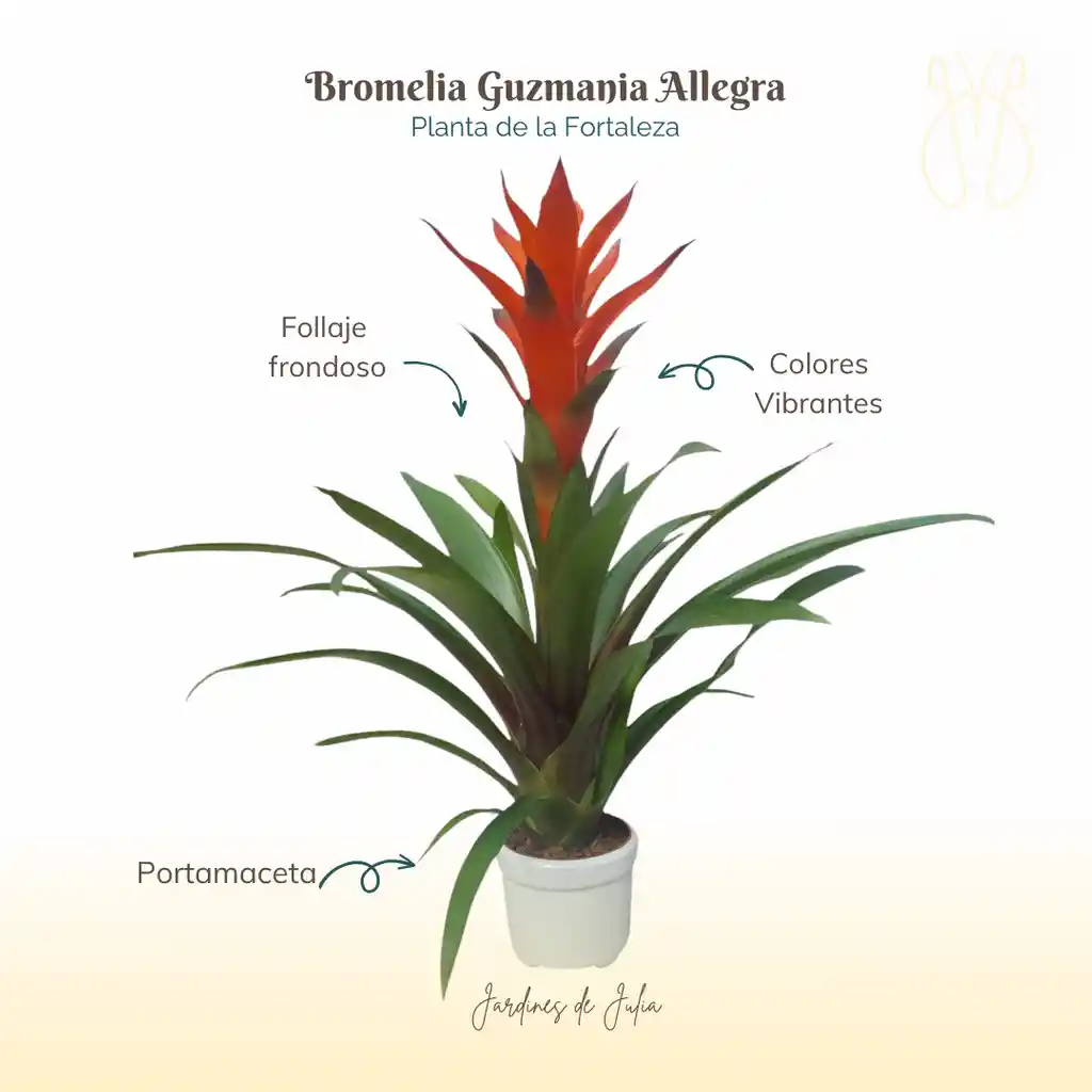 Bromelia (guzmania) Allegra