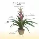 Bromelia Guzmania Kronos