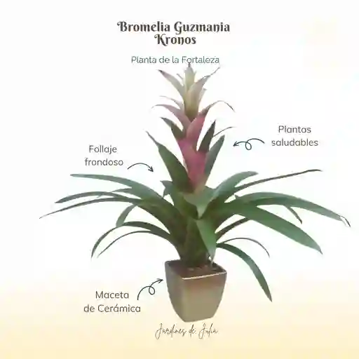 Bromelia Guzmania Kronos