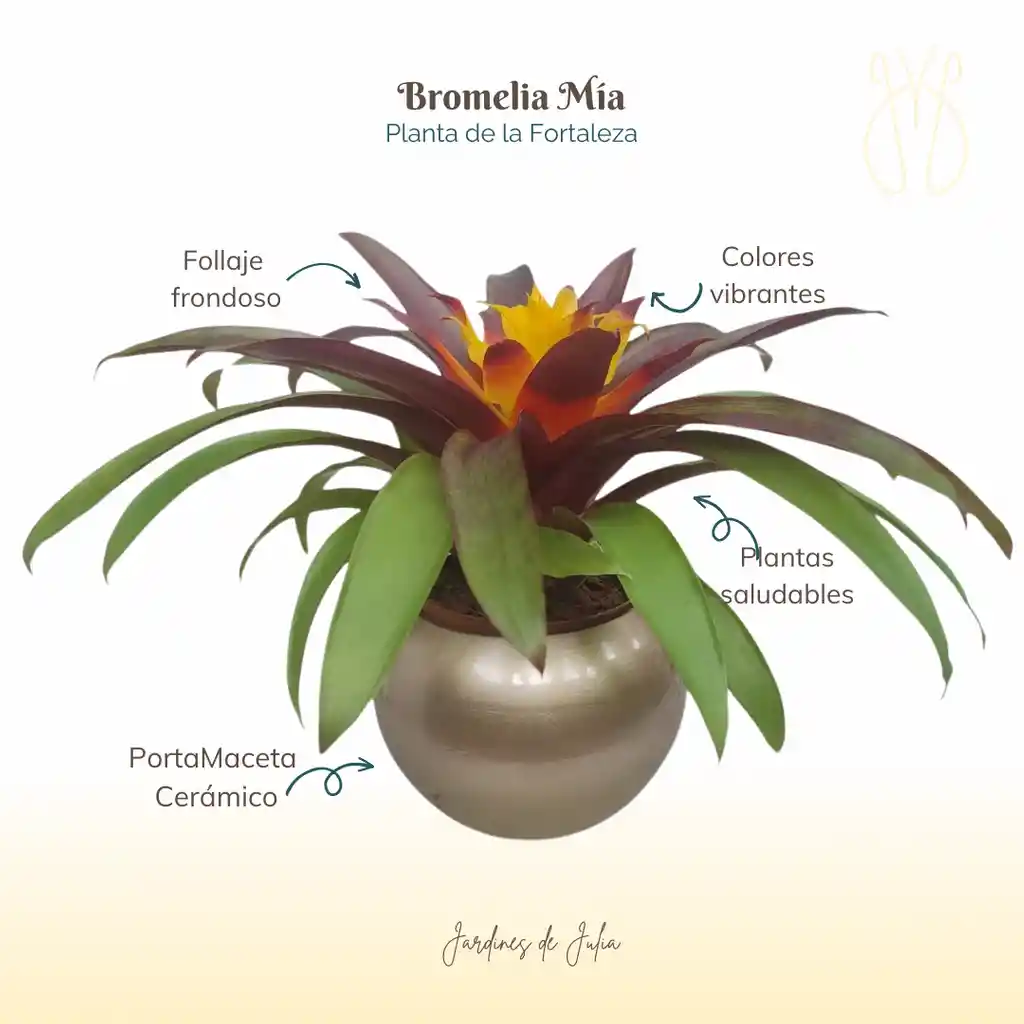 Bromelia Guzmania Mia