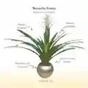 Bromelia Guzmania Froozen
