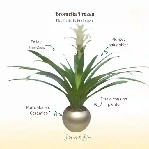 Bromelia Guzmania Froozen