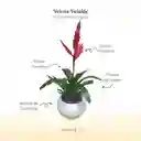 Bromelia Vriesia Twinkle