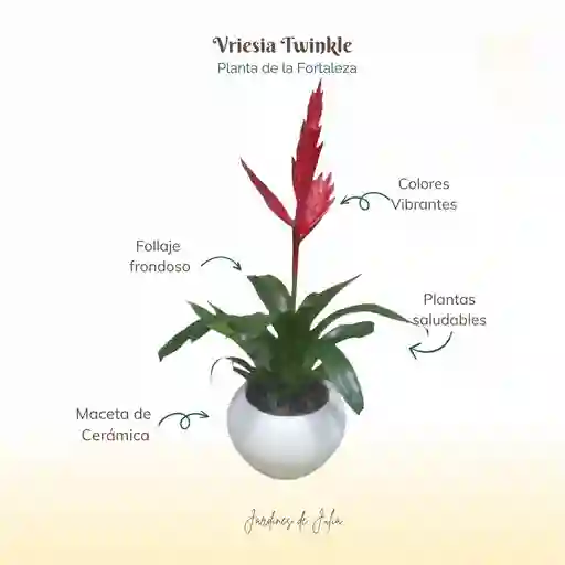 Bromelia Vriesia Twinkle