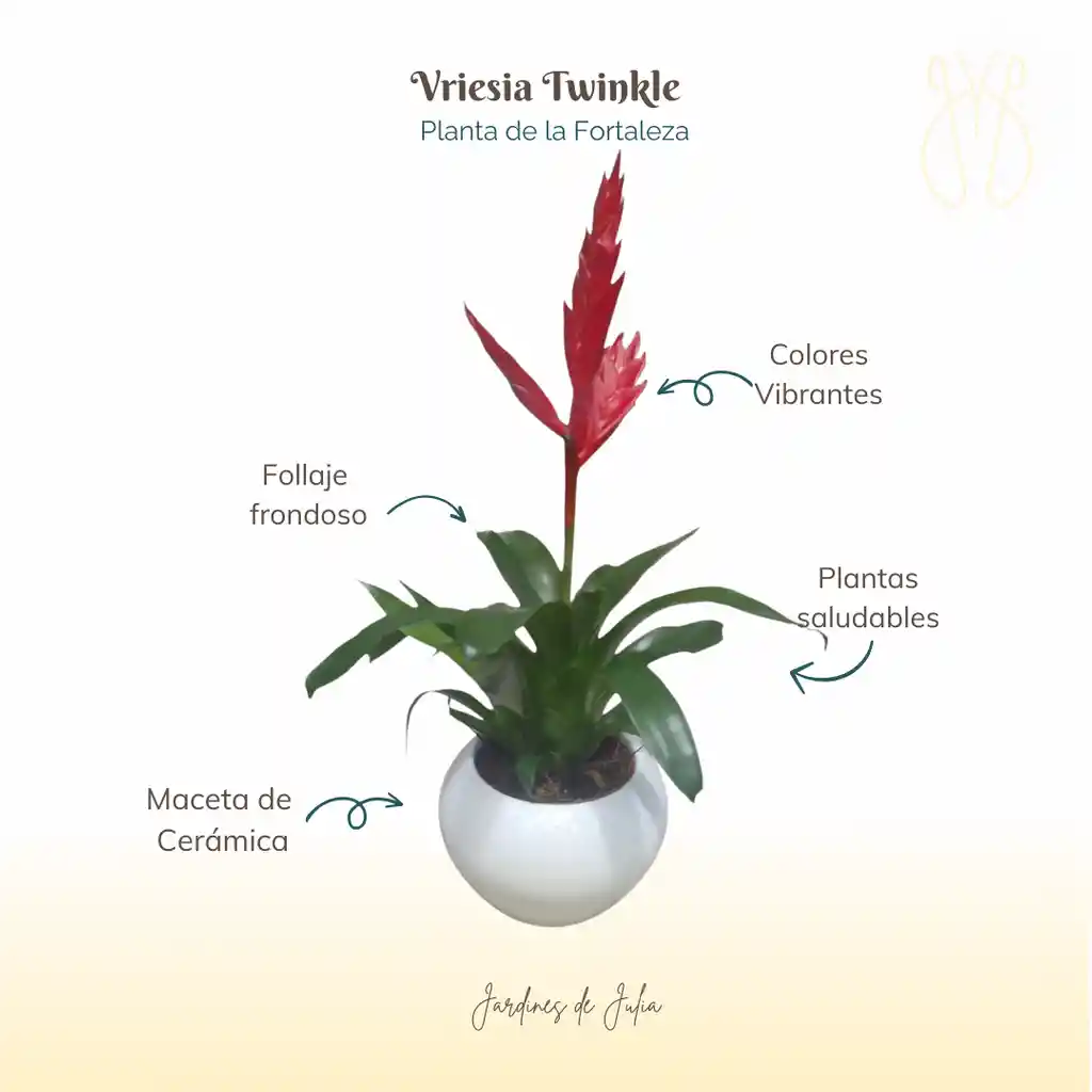 Bromelia Vriesia Twinkle