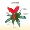 Bromelia Vriesia Twinkle