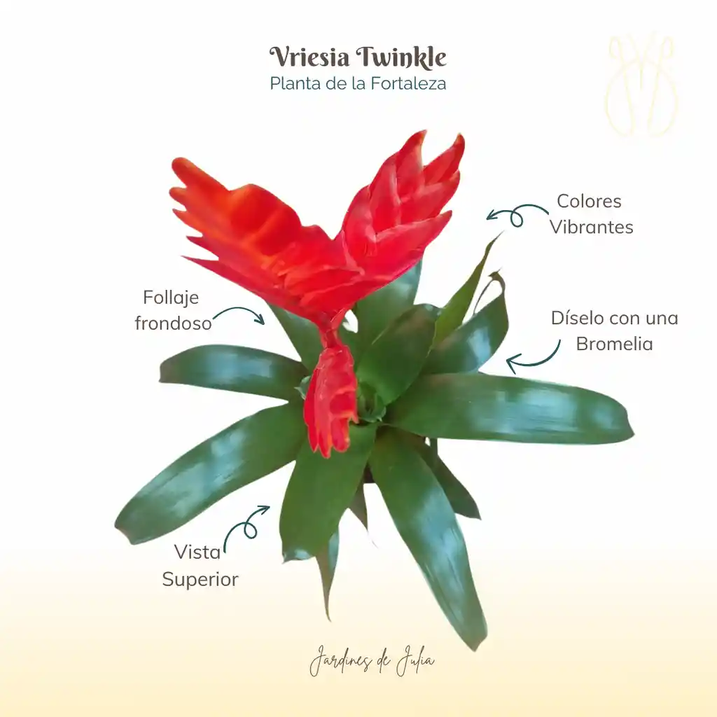 Bromelia Vriesia Twinkle