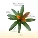 Bromelia Vriesia Delphinus