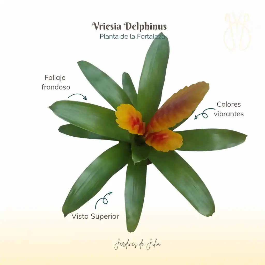 Bromelia Vriesia Delphinus