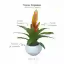 Bromelia Vriesia Delphinus