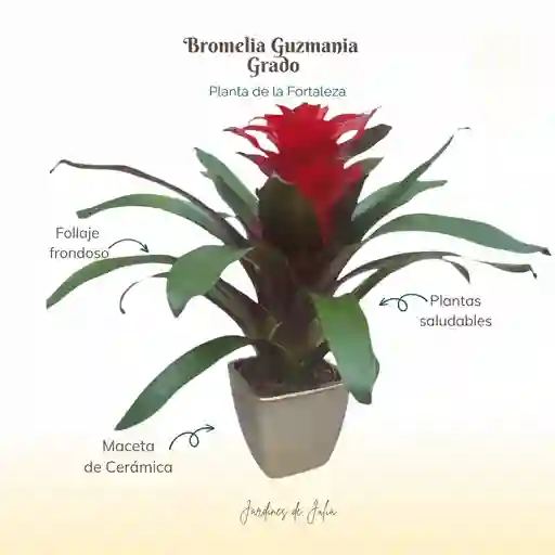 Bromelia Guzmania Grado