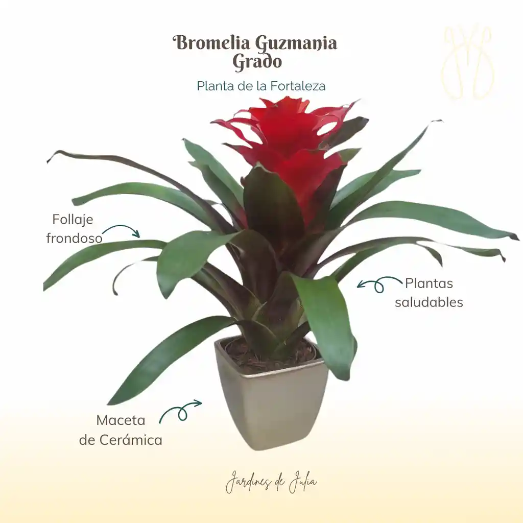 Bromelia Guzmania Grado