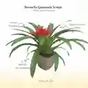 Bromelia Guzmania Tempo