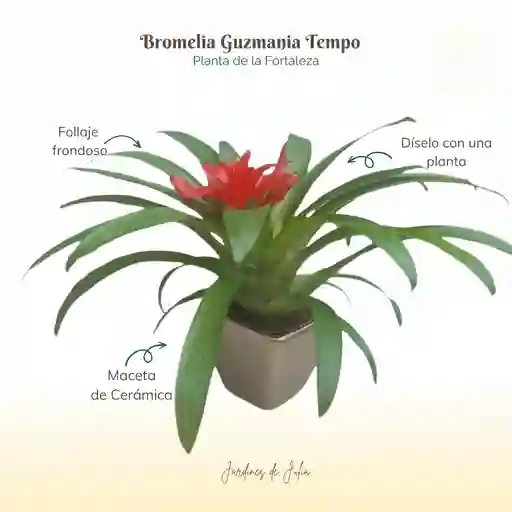 Bromelia Guzmania Tempo