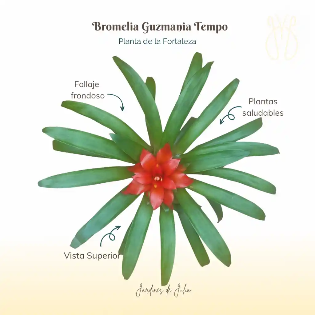 Bromelia Guzmania Tempo