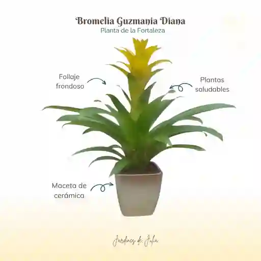 Bromelia Guzmania Diana