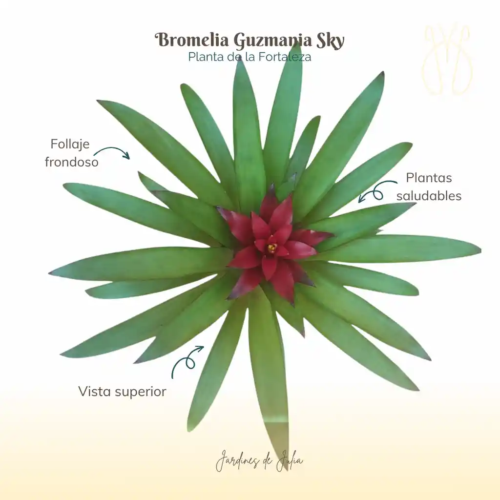 Bromelia Guzmania Sky