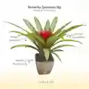 Bromelia Guzmania Sky