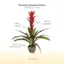 Bromelia Guzmania Ostara