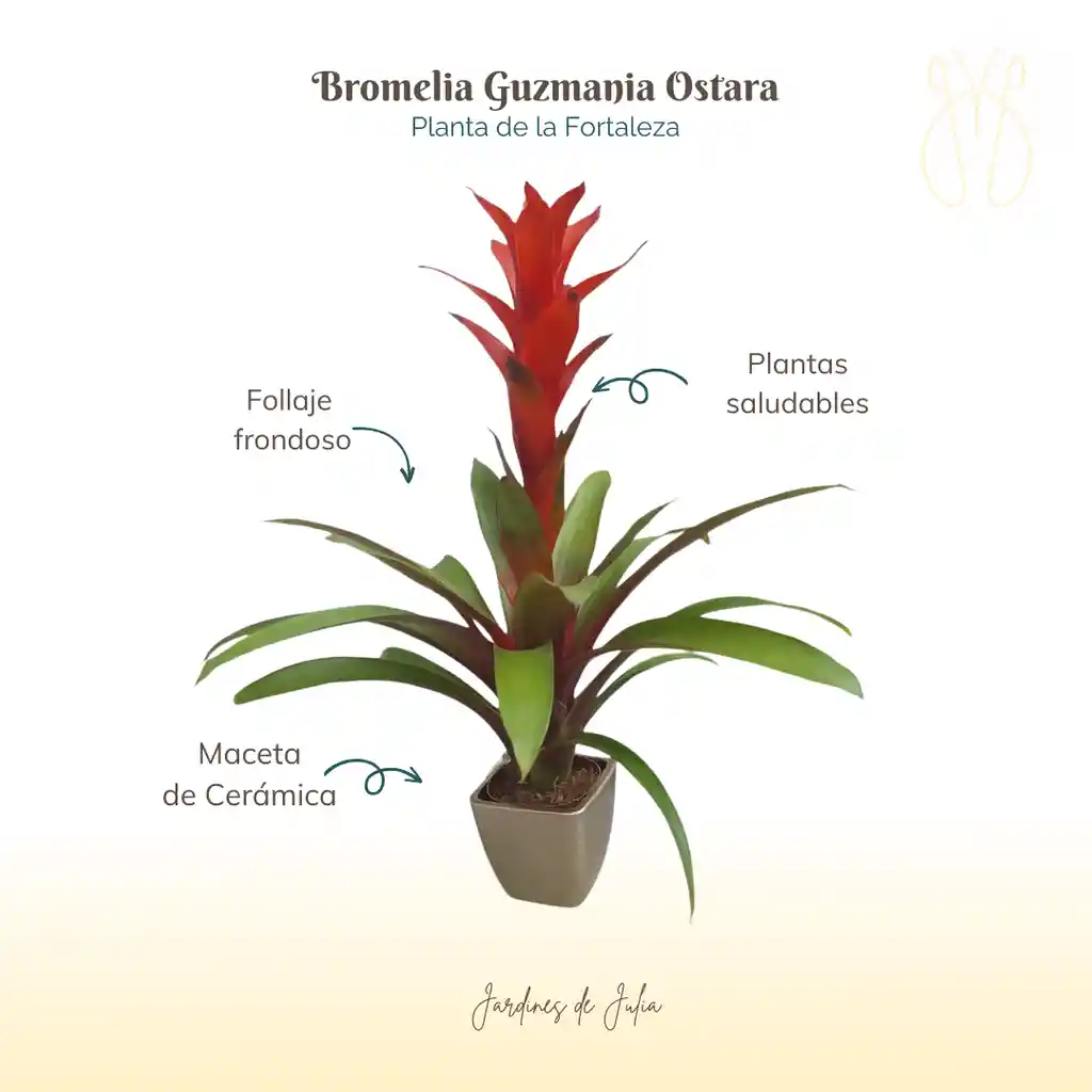 Bromelia Guzmania Ostara