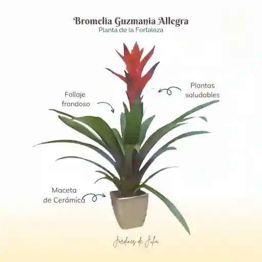 Bromelia Guzmania Allegra