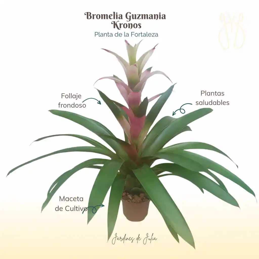 Bromelia Guzmania Kronos En Maceta De Cultivo